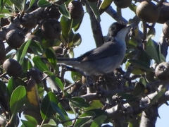 Curruca melanocephala