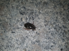Hydrochara affinis