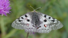 Parnassius apollo
