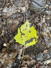 Populus grandidentata