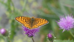 Argynnis niobe