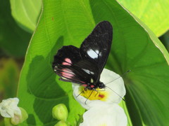Archonias brassolis tereas