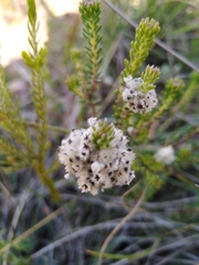 Phylica ericoides