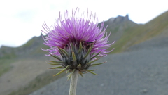 Carduus defloratus