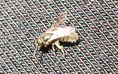 Vestitohalictus
