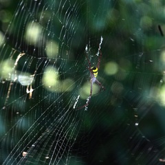 Argiope anasuja