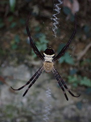 Argiope vietnamensis