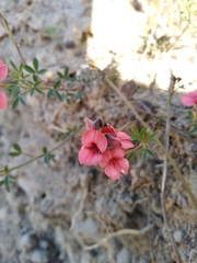 Indigofera heterophylla