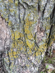 Candelariaceae