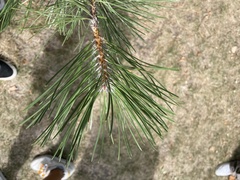 Pinus