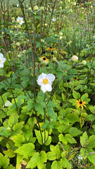 Eriocapitella hupehensis