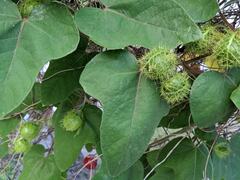 Passiflora ciliata