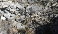 Prionailurus bengalensis