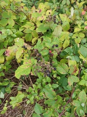 Rubus caesius