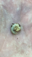 Arthropoda