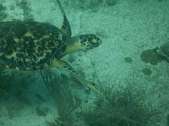 Eretmochelys imbricata