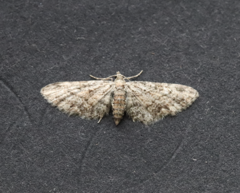 Eupithecia inturbata