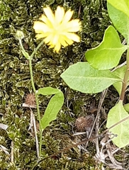 Crepis capillaris