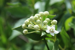 Asclepiadeae