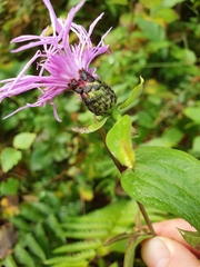 Centaurea phrygia phrygia