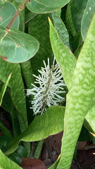 Sansevieria
