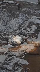 Nerita albicilla