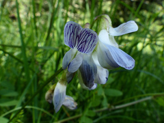 Vicia sylvatica