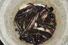 Plotosus lineatus
