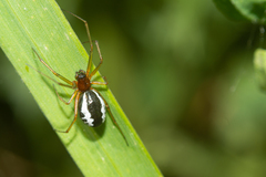 Frontinellina frutetorum