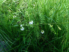 Vicia sylvatica