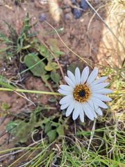 Dimorphotheca nudicaulis