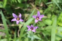 Gentianaceae