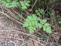 Anthriscus sylvestris