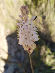 Bulbinella cauda-felis