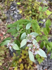 Pycnanthemum