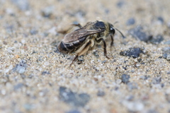 Andrena asteris