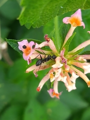 Camponotus compressus