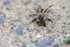 Andrena asteris