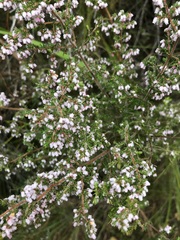 Erica parviflora