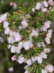 Erica parviflora