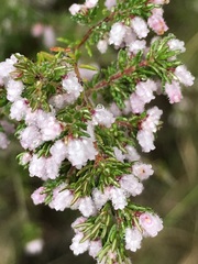 Erica parviflora