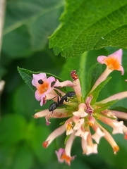 Camponotus compressus