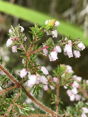 Erica parviflora