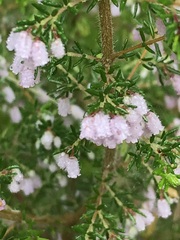 Erica parviflora