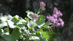 Adenostyles leucophylla