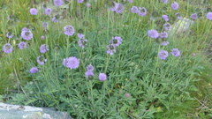 Scabiosa lucida