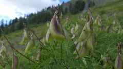 Astragalus penduliflorus