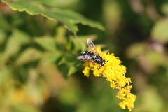 Stratiomys badia