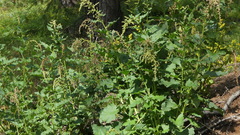 Blitum bonus-henricus