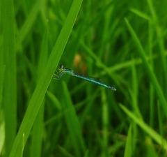 Agriocnemis lacteola